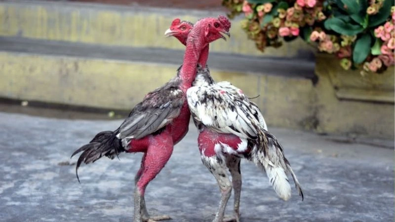 4 loại hình đá gà 168 phổ biến