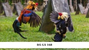 Đá gà 168