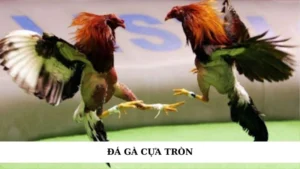 Đá gà cựa tròn